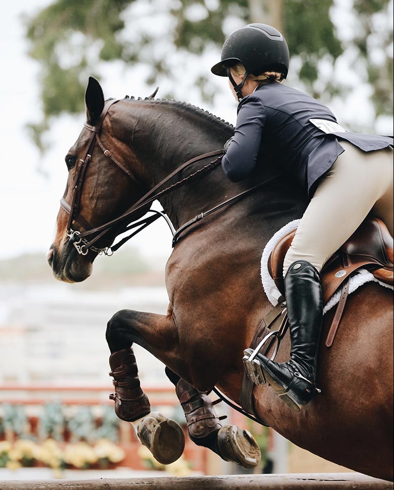 horse2-home-pic4
